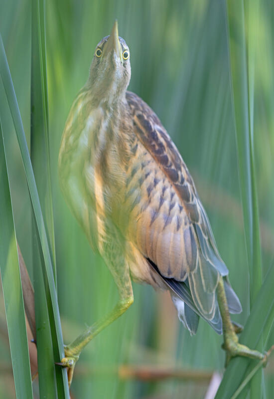 Little bittern /Ixobrychus minutus/