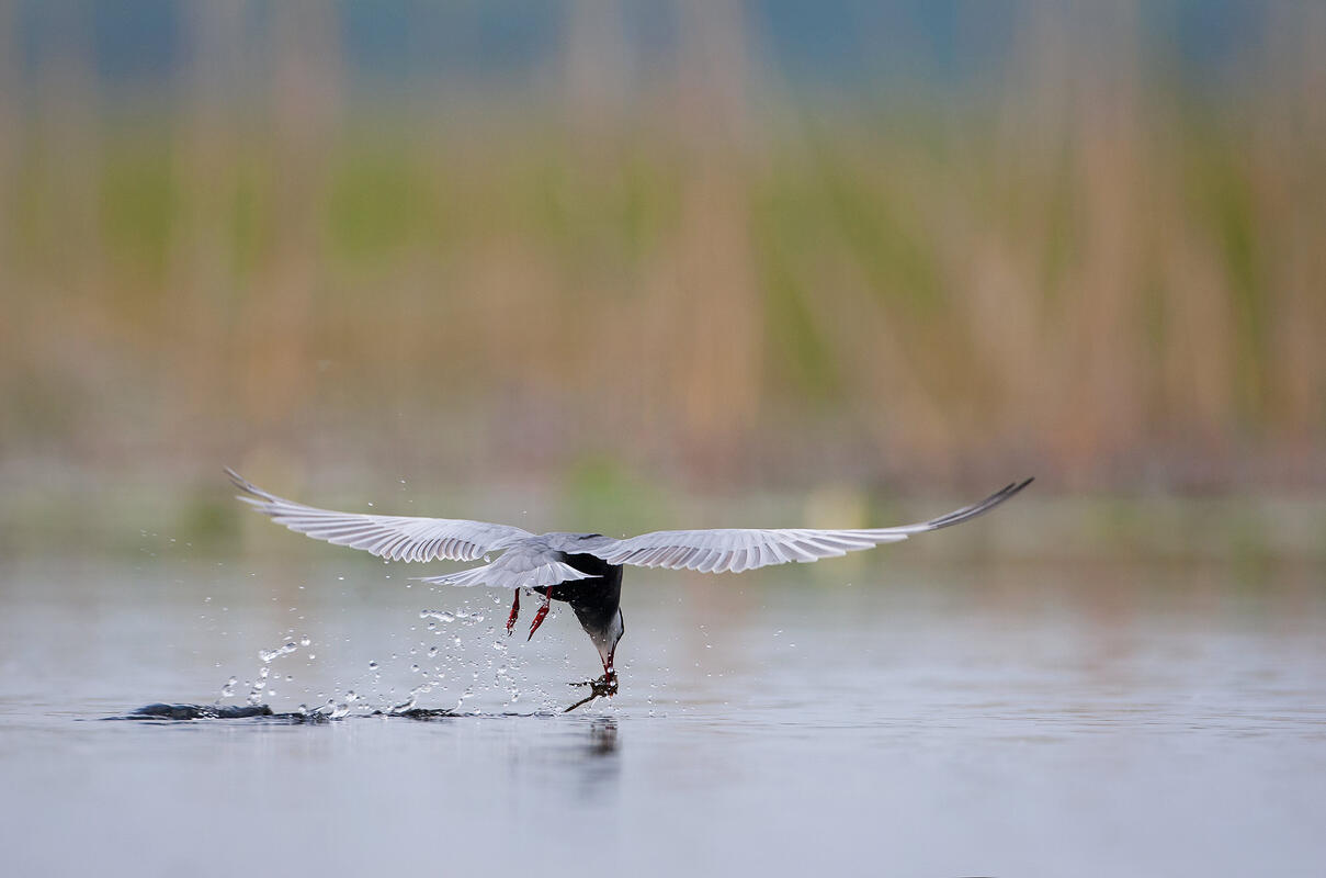 Whiskered Tern /Chlidonias hybrida/