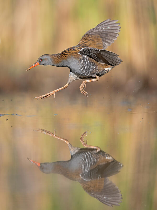 water rail (Rallus aquaticus)