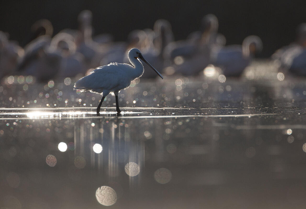 Eurasian spoonbill 