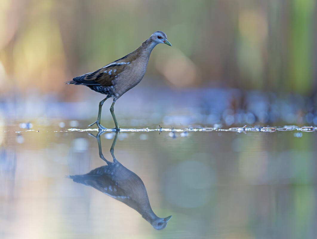 little crake (Porzana parva)