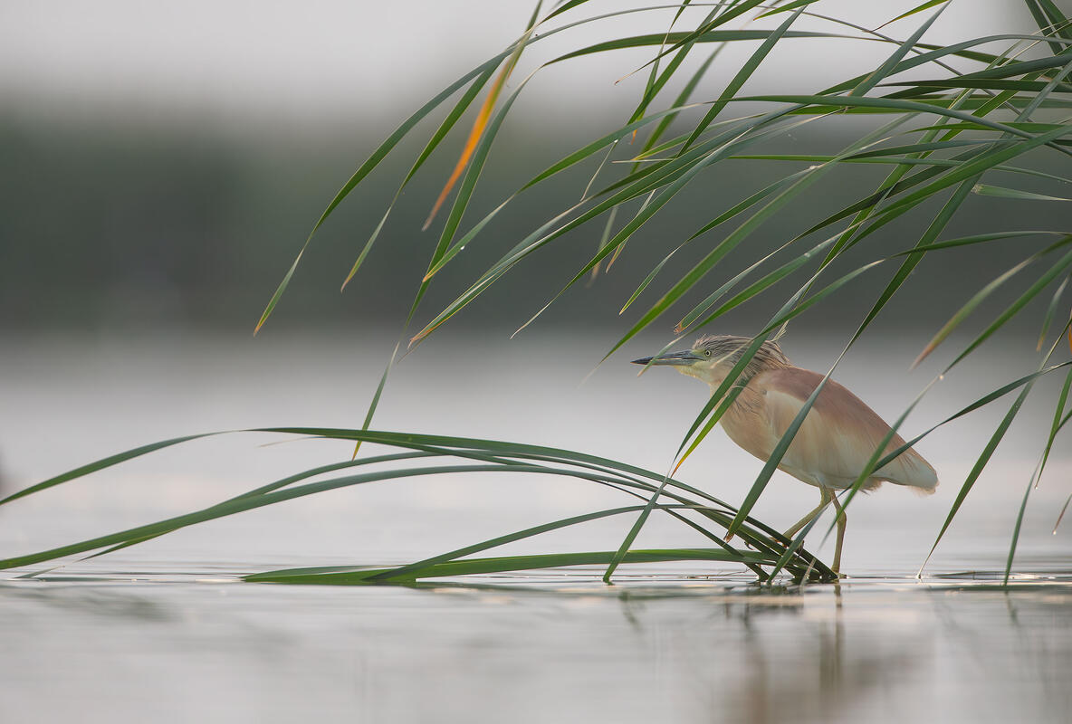 squacco heron