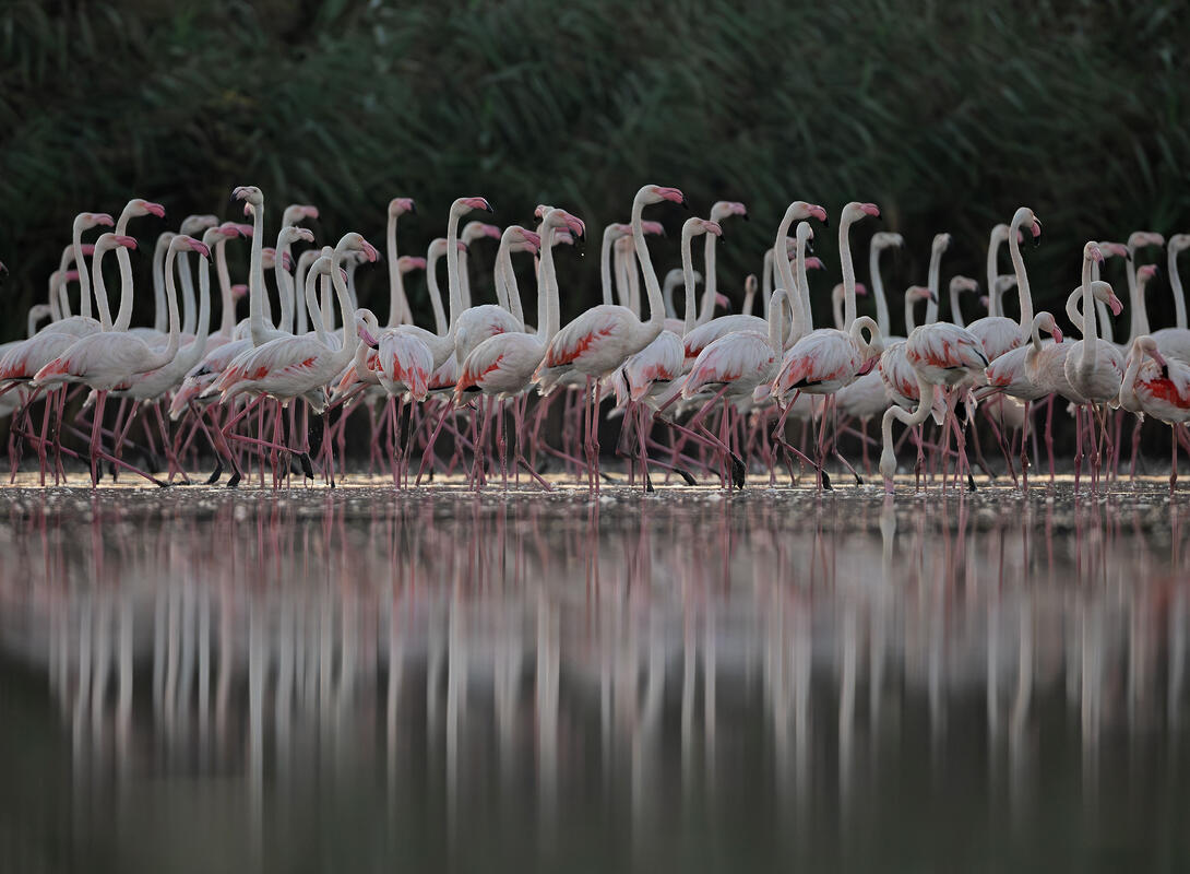 great flamingo
