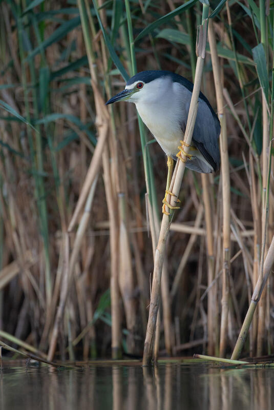 Night heron