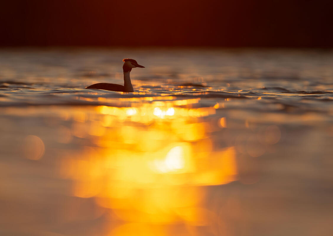 great crested grebe