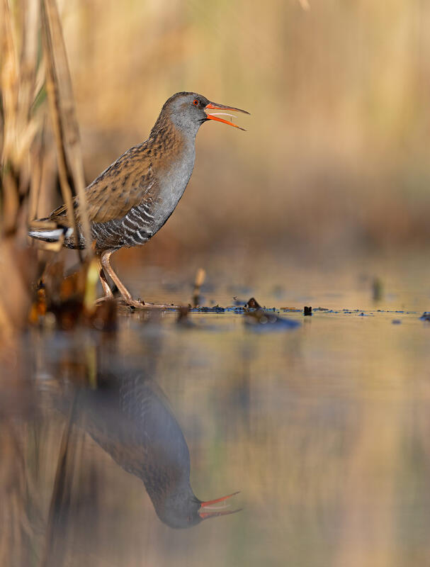 water rail (Rallus aquaticus)
