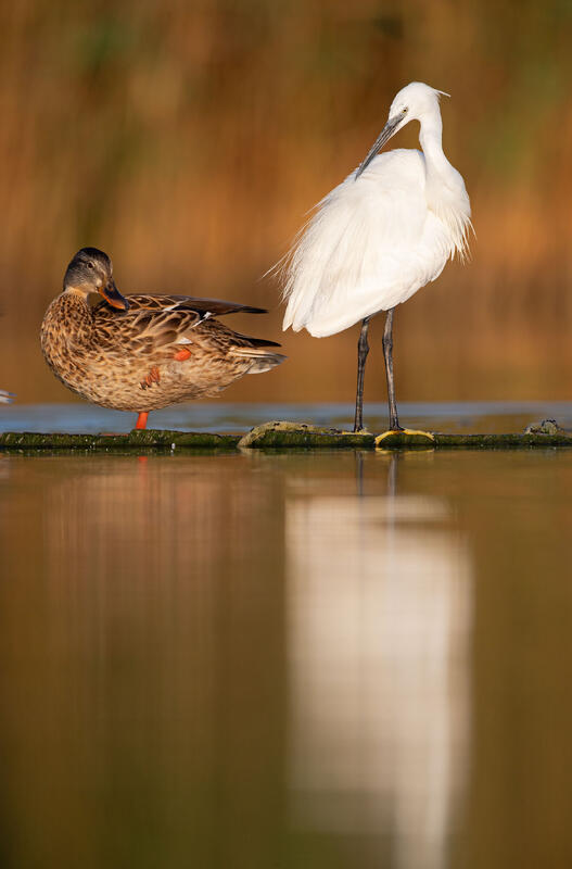 little egret and mallard  