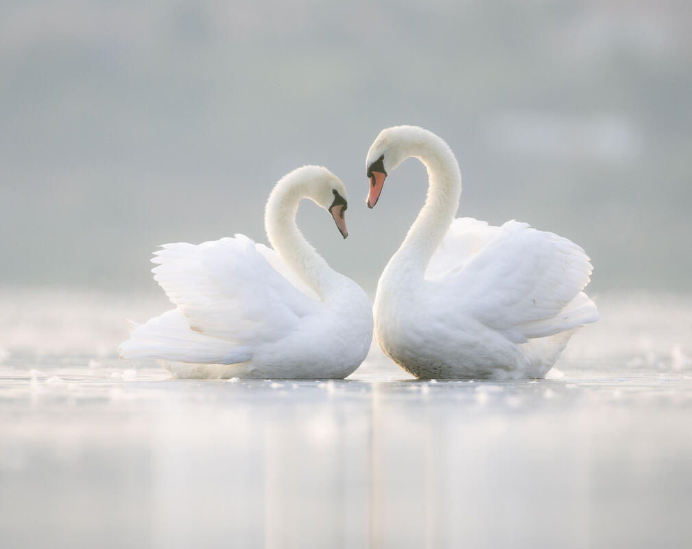 mute swan