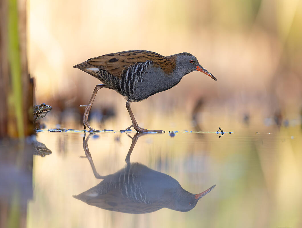 water rail (Rallus aquaticus)
