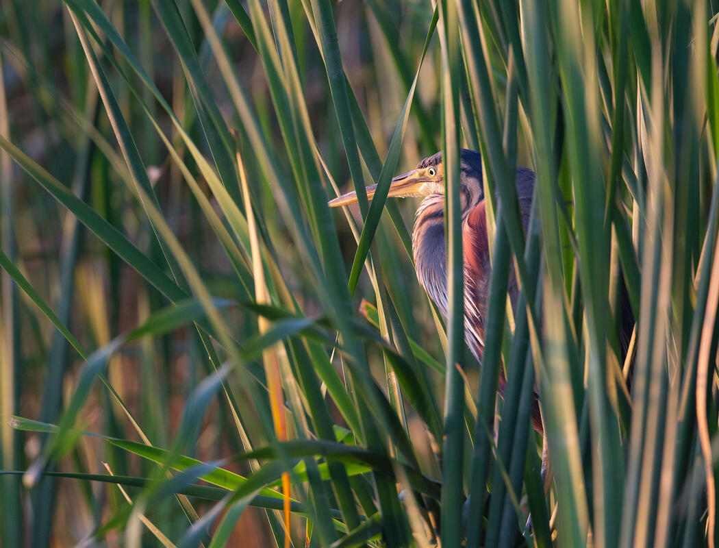 purple heron