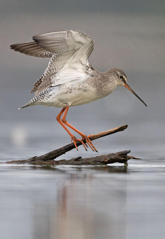 spotted redshank