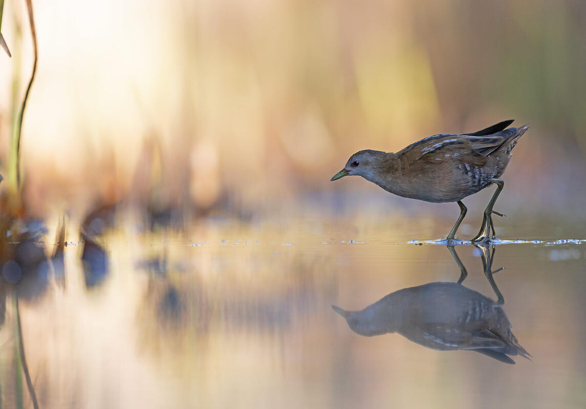 little crake (Porzana parva)