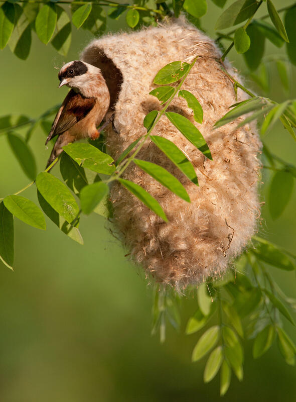 Penduline Tit