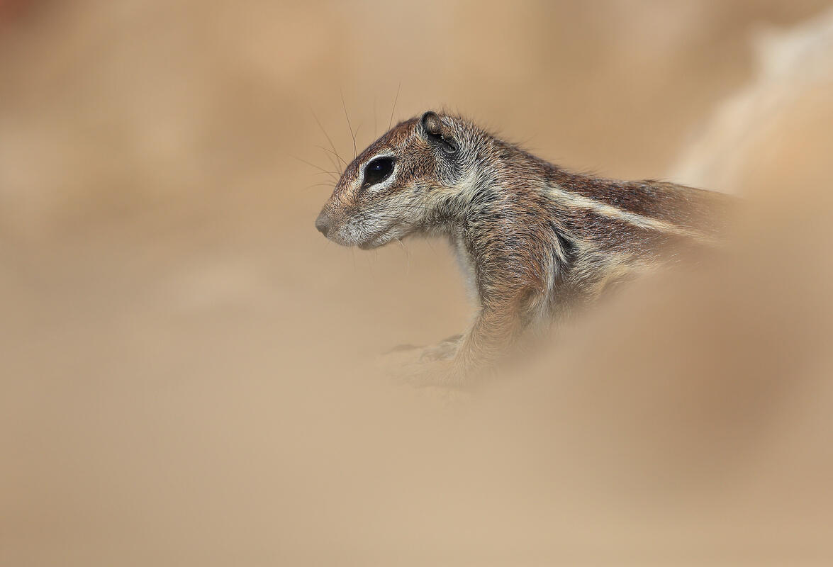 Furteventura, Barbary ground squirrel