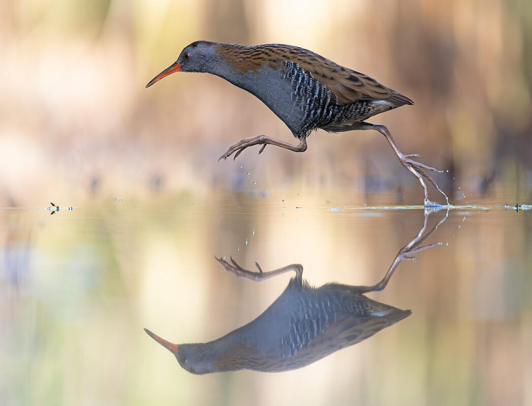water rail (Rallus aquaticus)
