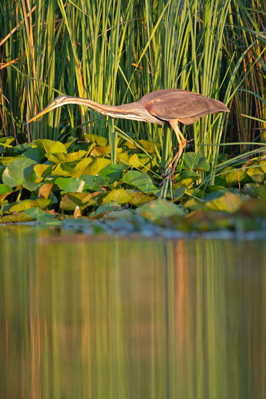 purple heron