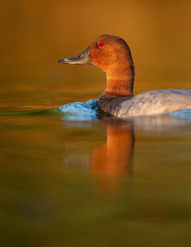Pochard