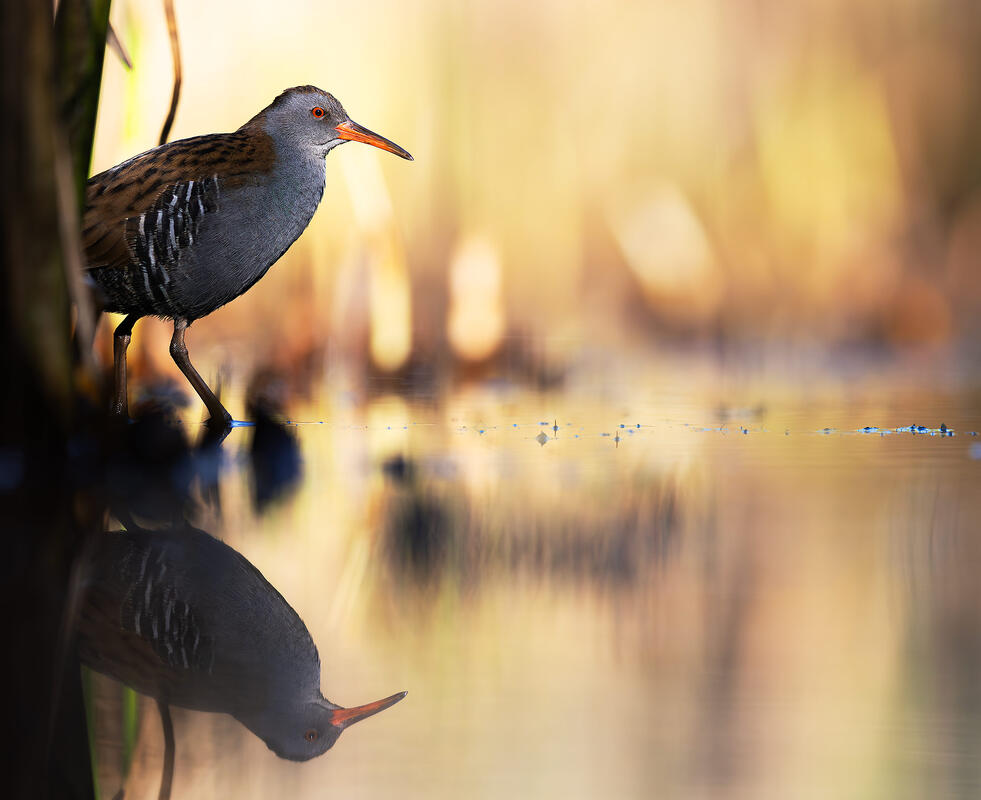 water rail (Rallus aquaticus)