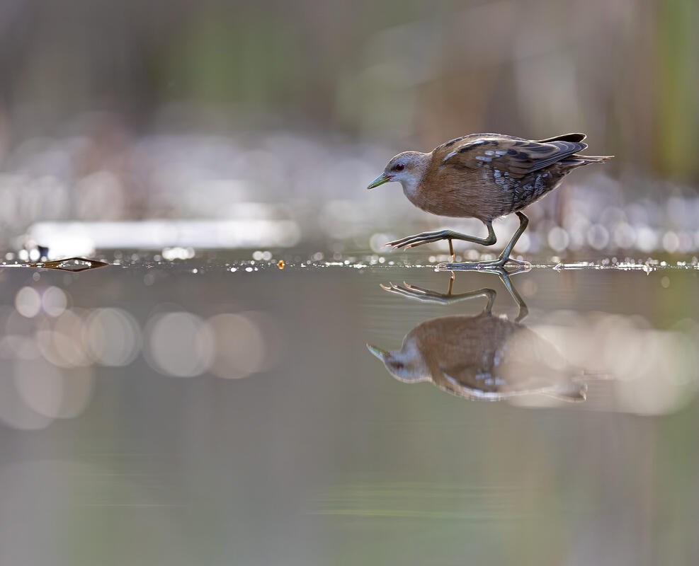 little crake (Porzana parva)