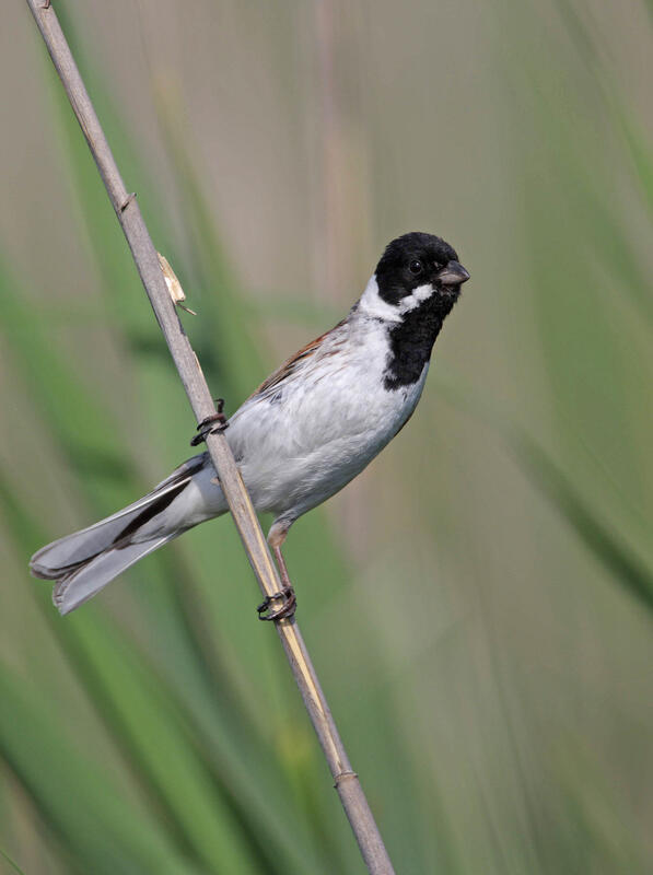 common reed bunting 
