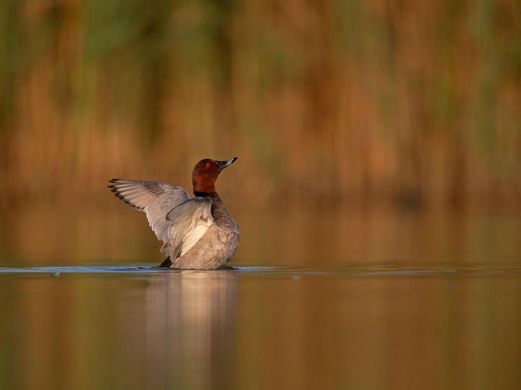 Pochard